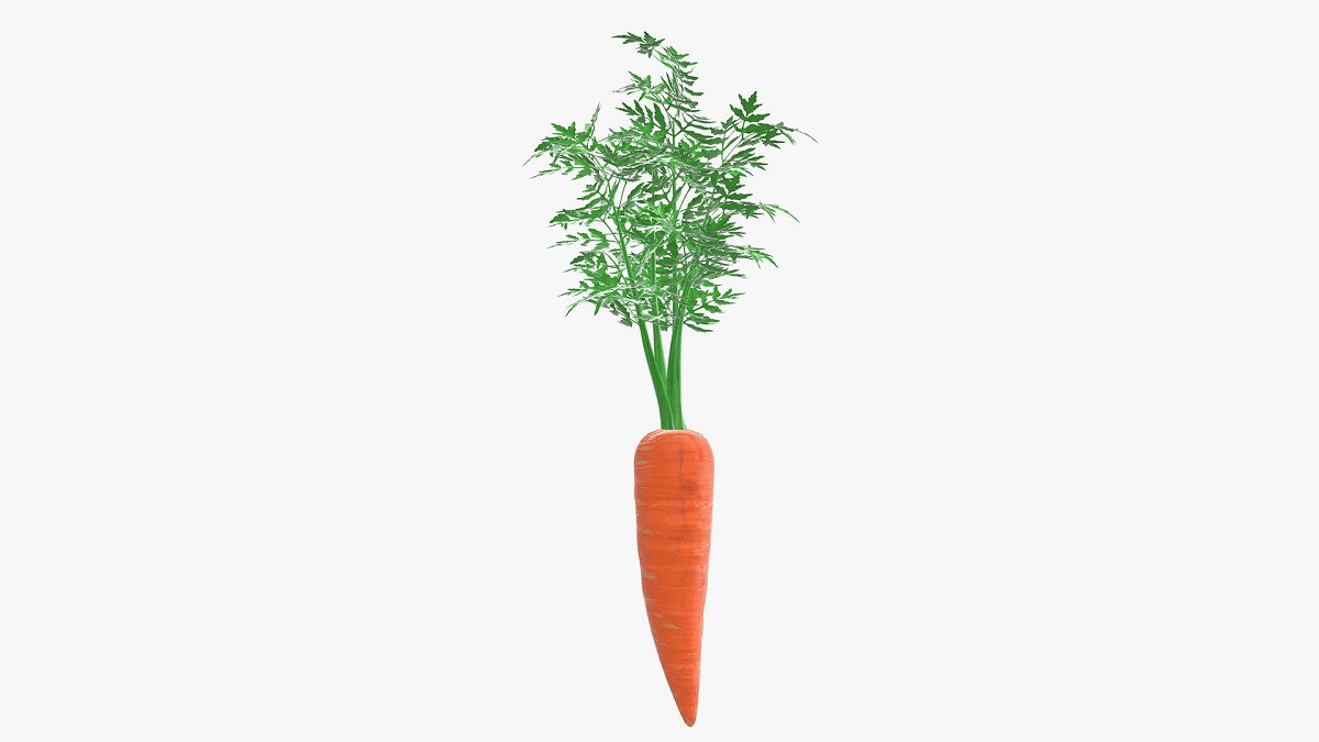 Carrot 02