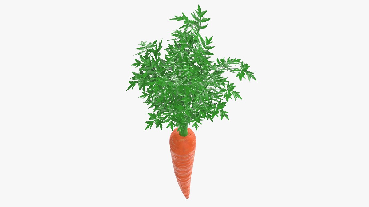 Carrot 03