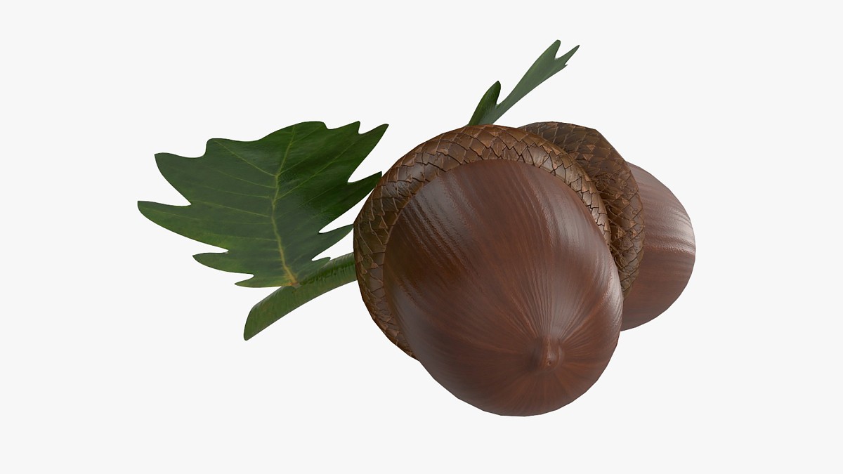 Dried acorns with leaf