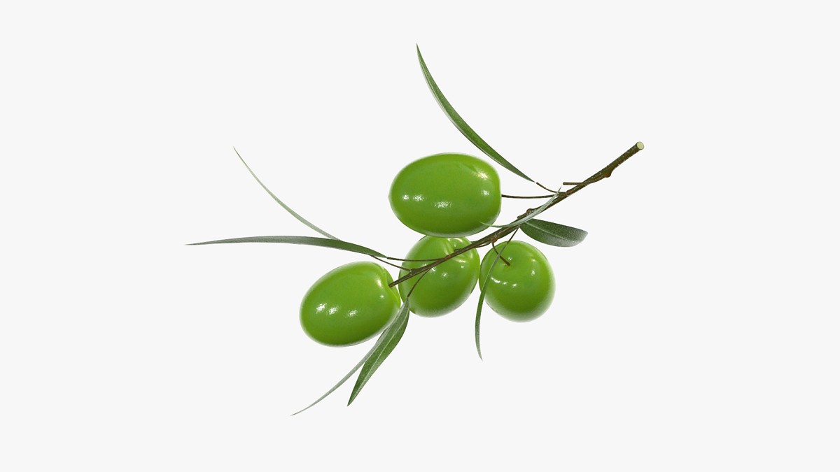 Olive branch with leaves