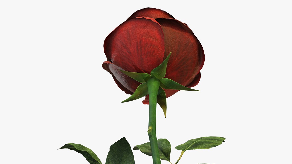 Single beautiful red rose