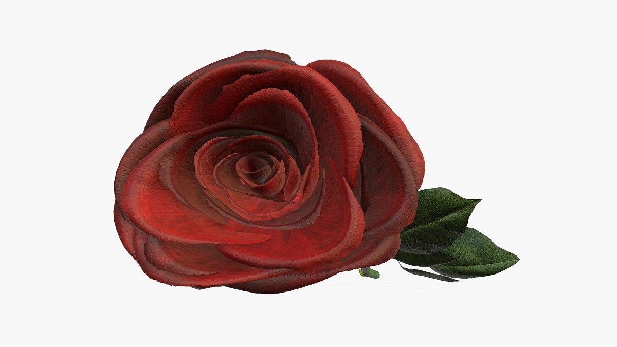 Single beautiful red rose on ground