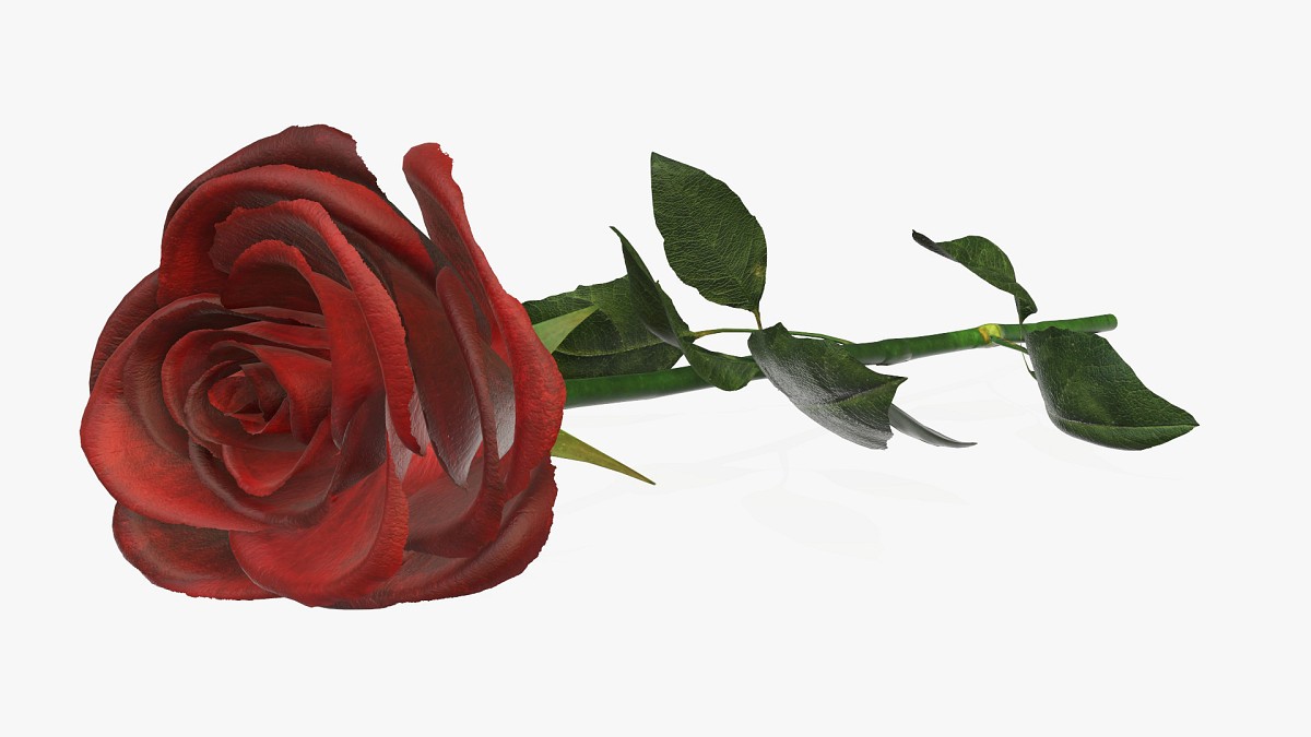 Single beautiful red rose on ground