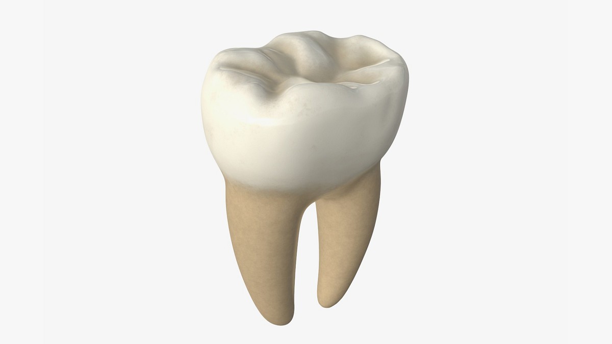 Tooth molars