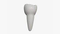 Tooth molars