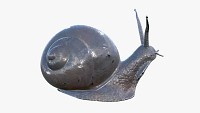 Snail metal
