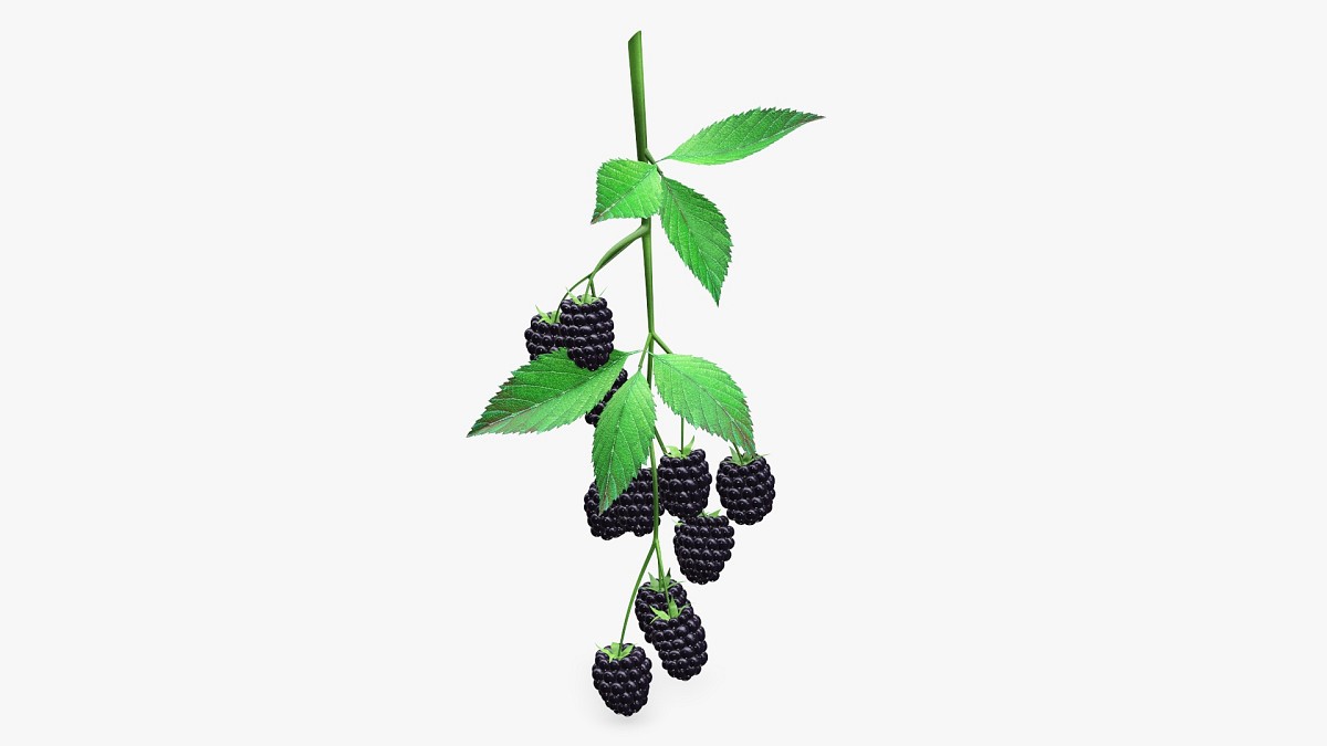 Blackberries on branch with leaves