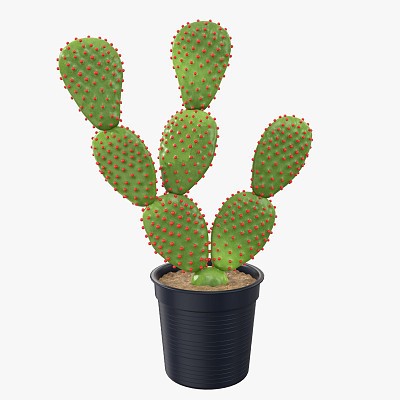Cactus black plastic pot