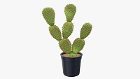 Cactus in black plastic pot