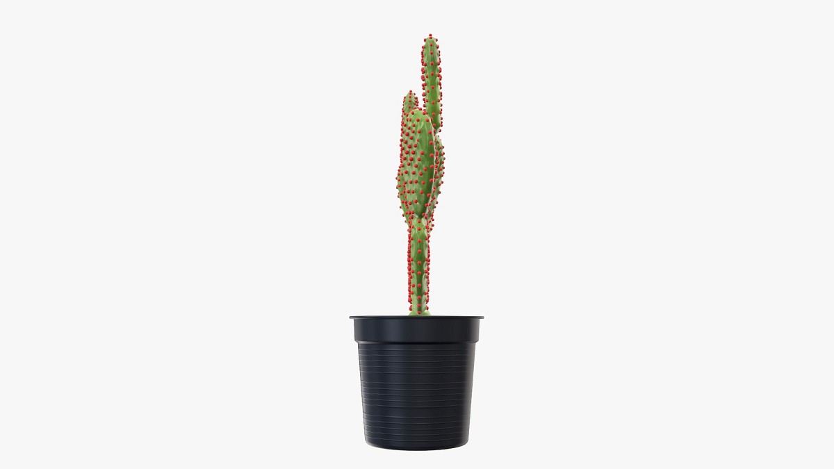 Cactus in black plastic pot
