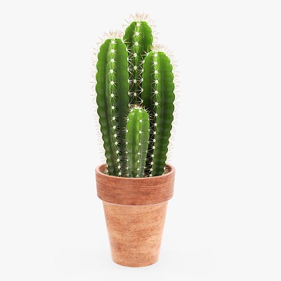 Cactus in pot plant 01