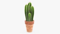 Cactus in planter pot plant 01