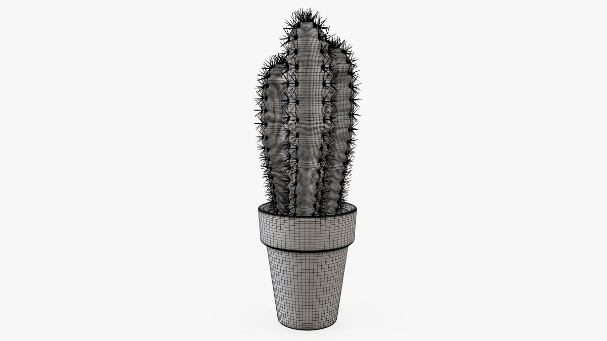 Cactus in planter pot plant 01