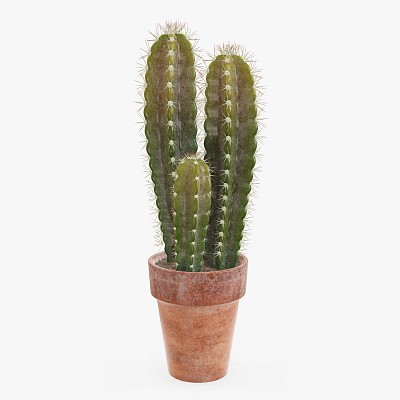 Cactus in pot plant 02