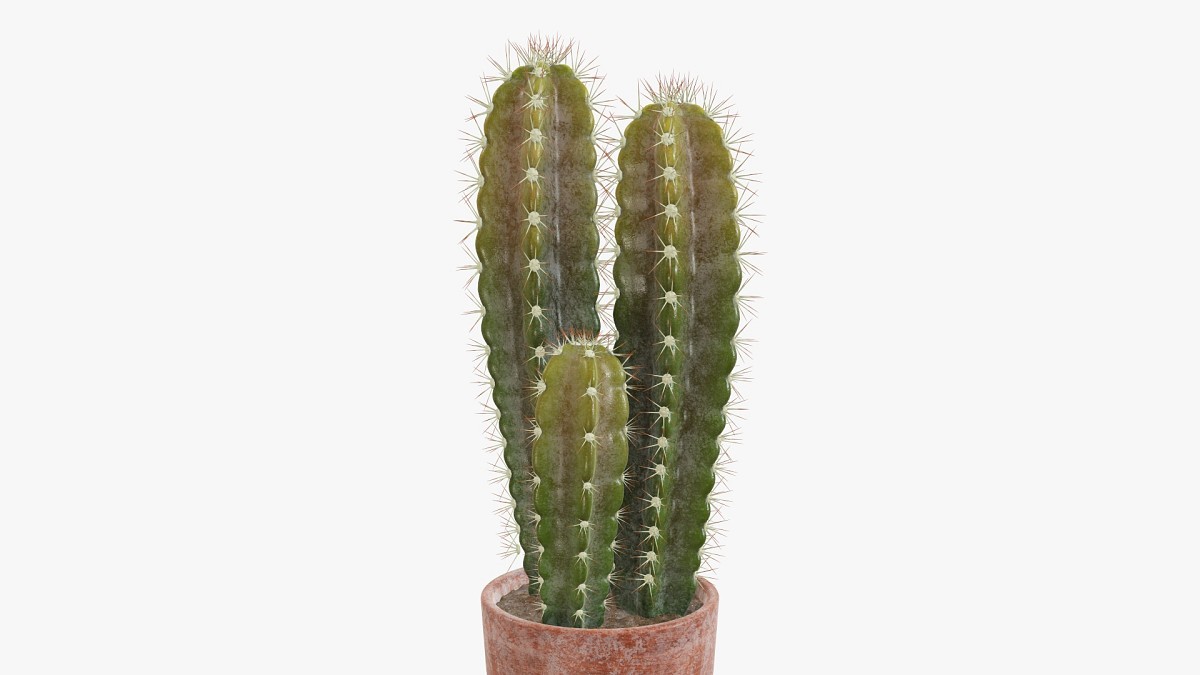 Cactus in planter pot plant 02