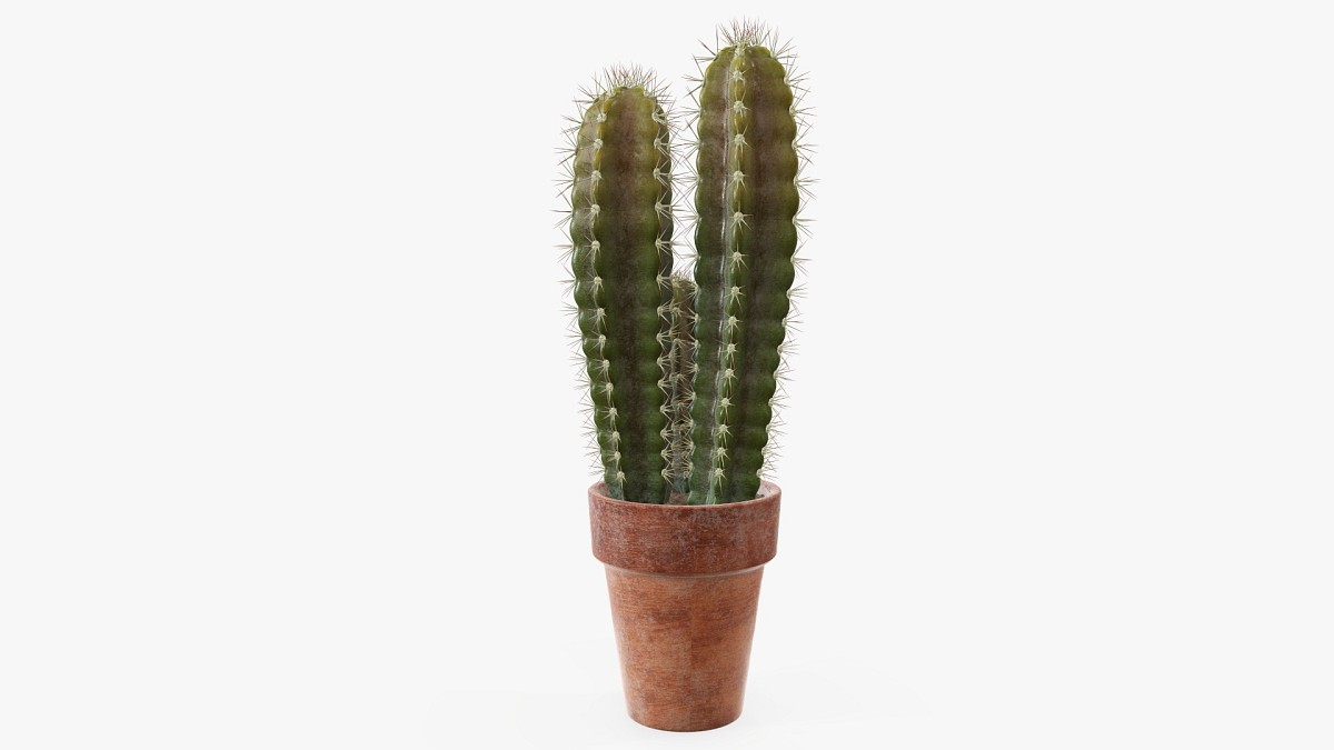 Cactus in planter pot plant 02