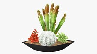 Decorative plant composition 01