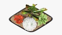 Decorative plant composition 01