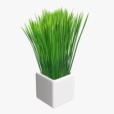 Decorative long grass