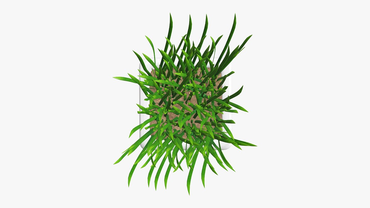 Decorative potted long grass