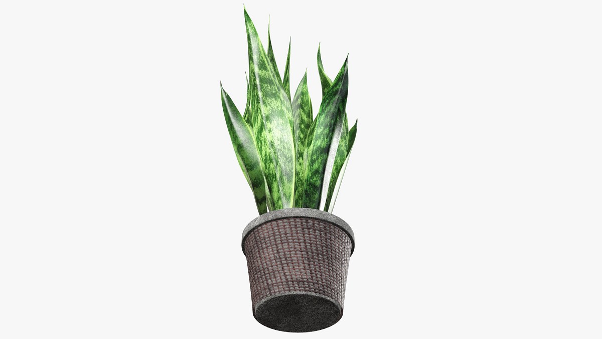 Decorative potted plant 2