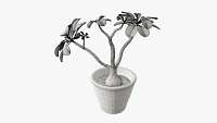 Desert rose or ping bignonia in flowerpot
