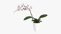 Orchid Flower In Pot
