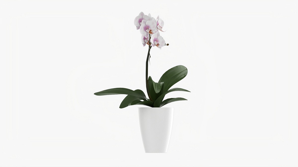Orchid Flower In Pot