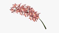 Orchid branch with flowers