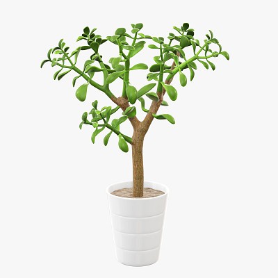 Plant crassula in pot