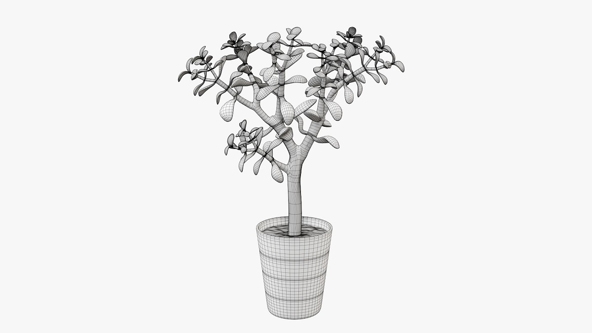 Plant crassula in flower pot