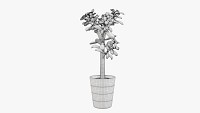 Plant crassula in flower pot