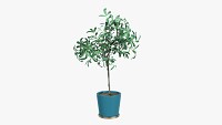 Potted decorative tree