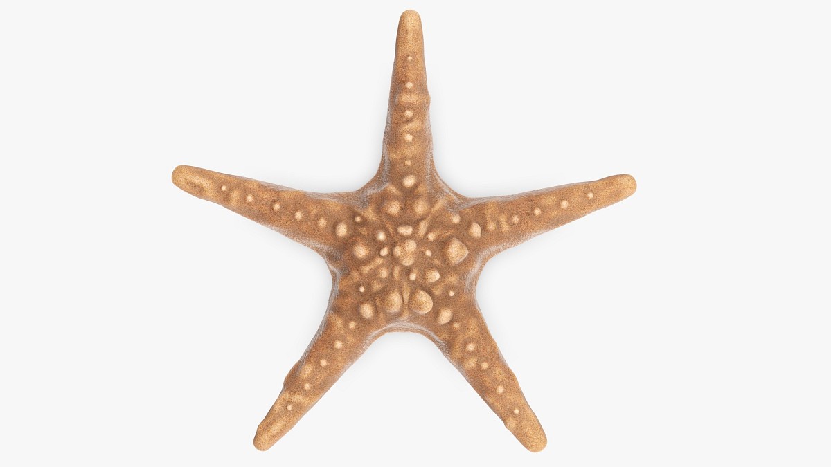 Sea star on ground