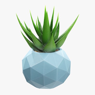 Succulent pot plant 01