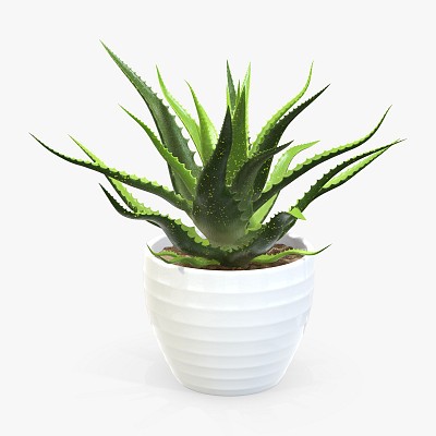 Succulent pot plant 02