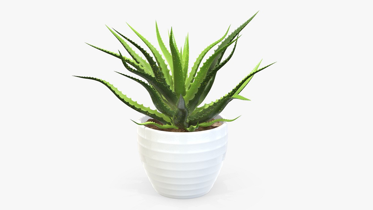 Succulent in planter pot plant 02