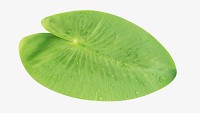Water lily green leaf
