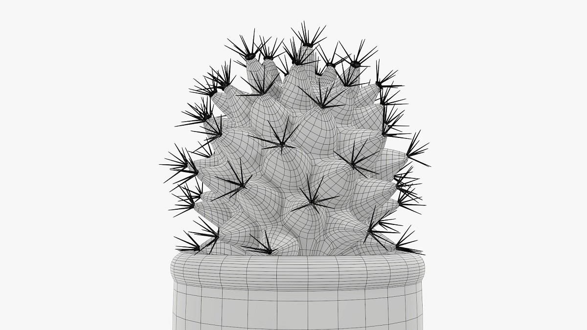 Cactus plant in pot