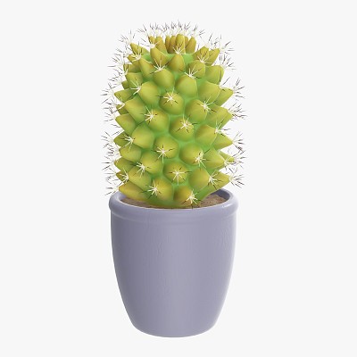 Cactus plant in pot tall