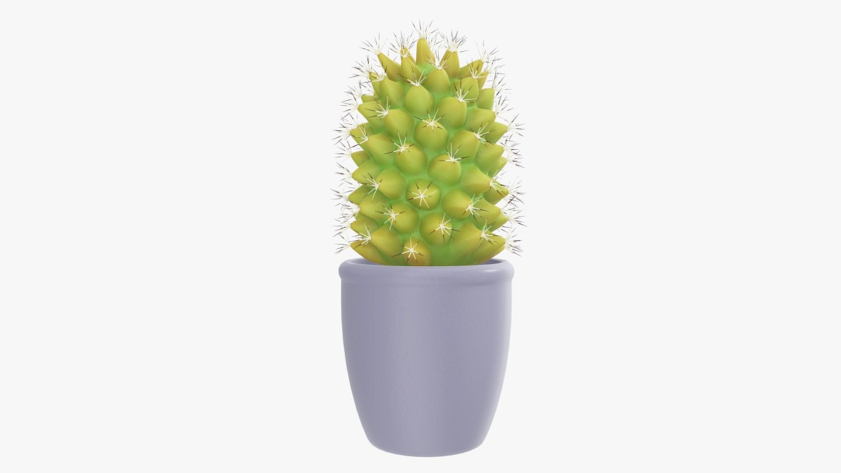 Cactus plant in pot tall