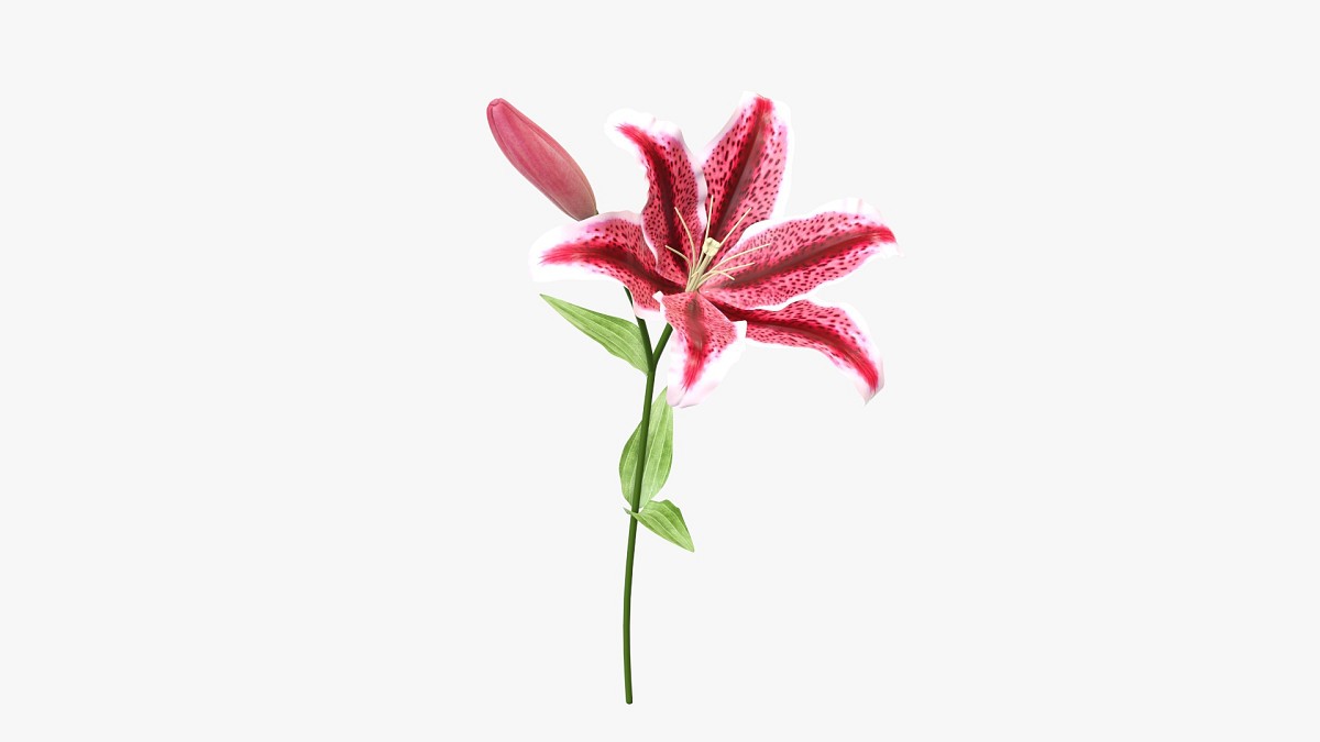 Lily flower 01