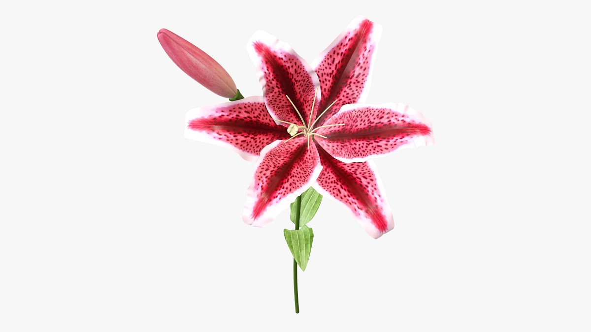 Lily flower 01