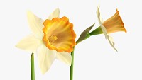Narcissus flower plant single yellow