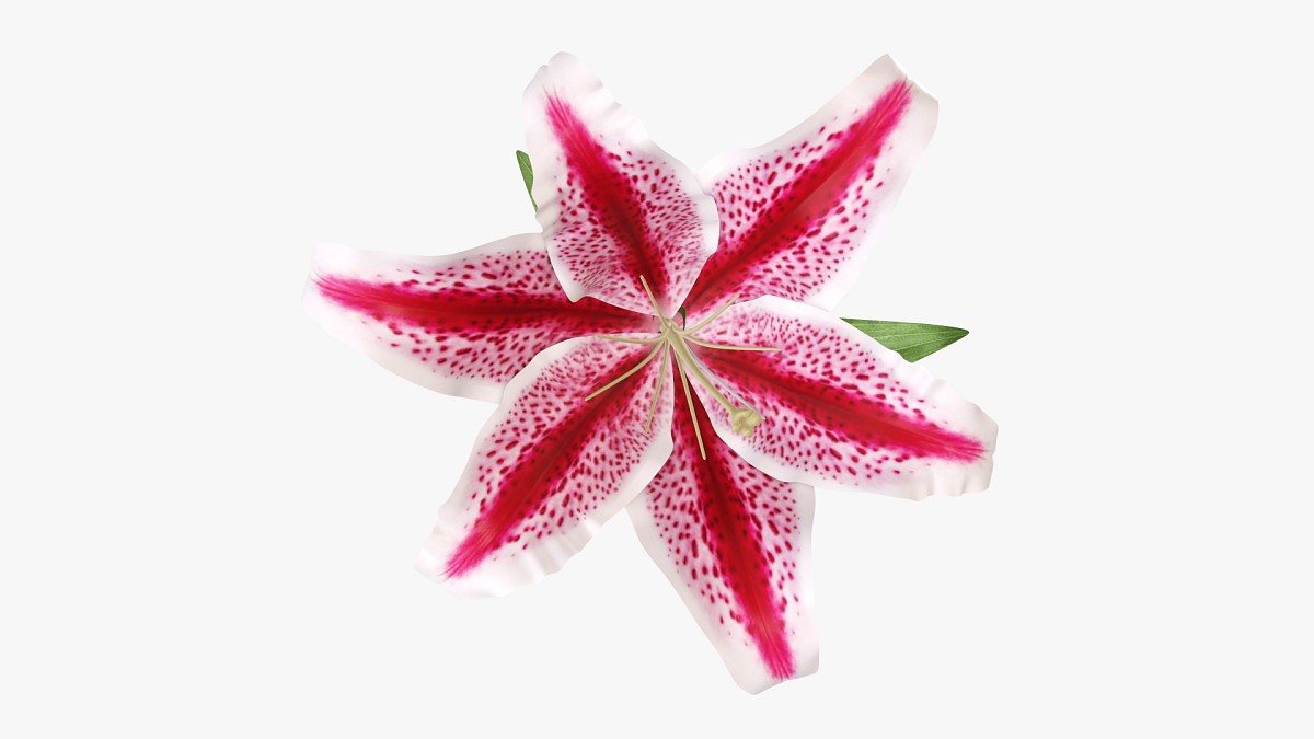 Lily flower 02