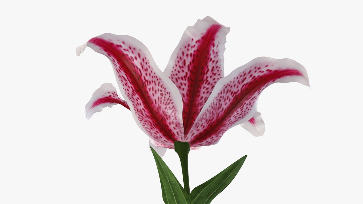 Lily flower 02