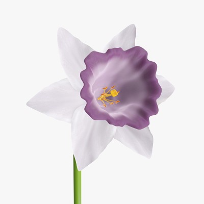 Narcissus flower purple