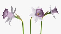 Narcissus flower plant single – purple