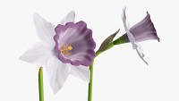 Narcissus flower plant single – purple