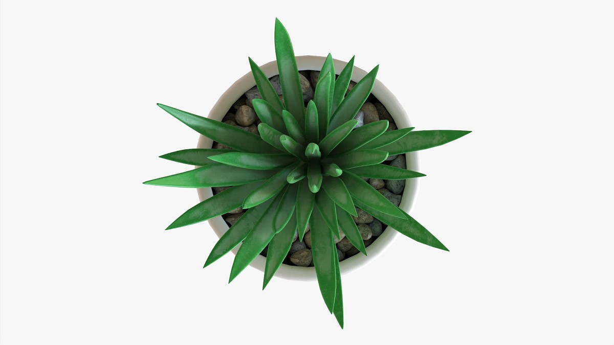 Decorative Potted Plant Succulent 11